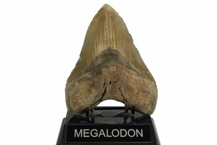 Serrated, Fossil Megalodon Tooth - North Carolina #328443